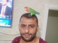 9 aylık sevda papağanı