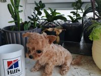 Micro Tea Cup Poodle