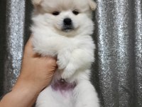 Pomeranian Bebeklerim