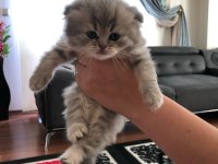 British shorthair golden yavru