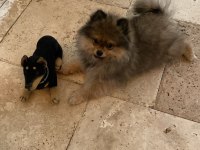 Pomeranian Boo
