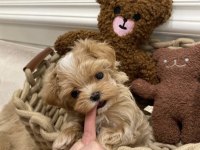 Maltipoo Kore Ufak surat yapısı en küçük boy yavrular