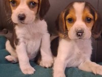 Elizabet beagle yavrularımız