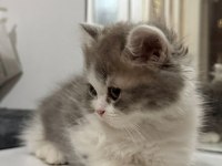 Scottish Fold Longhair (Highland Fold)