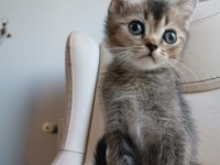 Yakışıklı mı yakışıklı british shorthair bebişlere yuva
