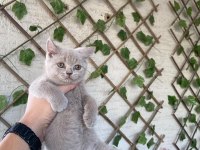 Bicolor ve Lilac British bebeklerim