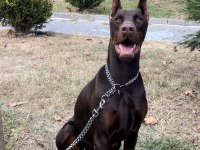Fcı şecereli kızanı yakın 22 aylık doberman