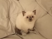 1.5 Aylık Dişi British Shorthair Yavrumuz