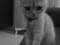 Scottish fold kediler