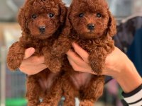 TOY POODLE YAVRU KÖPEKLER