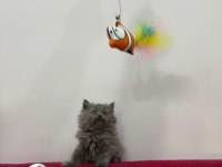 Uğur Böcekleri Kedilerim