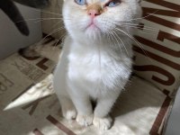 Kendini deli gibi sevdiren scottish fold yavrularım