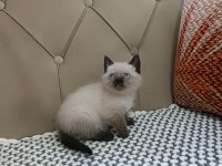 BRTİSH SHORTHAİR ÇİKOLATA POİNT