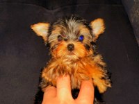 Orijinal sıfır beden yorkshire terrier