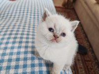 British Shorthair Yavrularımız Yuva Arıyor