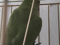 Yarı evcil pakistan papağanı