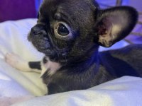 TEACUP GARANTİLİ TÜRKİYENİN EN GÜZEL ŞİVAVASI