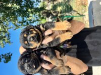 Rottweiler Yavruları A Kalite Tüm İllere Gönderim