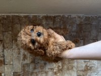 19 ocak doğumlu maltipoo bebişlerim