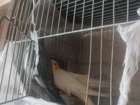 2 yaşında albino erkek kızgın ve lutino ve gren sultan