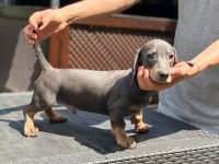 Orjinal Dachshund (sosis) Yavrunuz