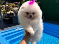 Orjinal Pomeranian Boo