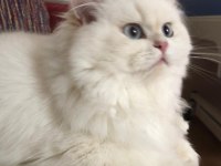 SAFKAN BRİTİSH LONGHAİR YAVRULAR