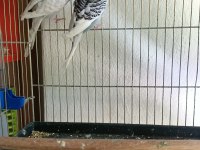 3 takım muhabbet kuşu artı bütün malzemeler
