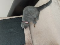 British shorthair dişi yavru