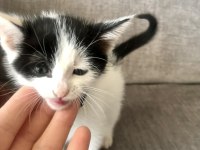 Ücretsiz sahiplendirilecektir