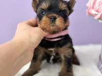 Teacup yorkshire terrier minikler