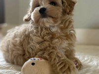 KORE TEACUP MALTIPOO YAVRULARIMIZ