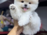 Şecereli Pomeranian Bebekler