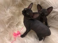 0 tüy colorful sphynx bebekler