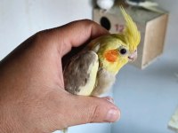 Yeni Yeme Düşen Sultan Papağanlar