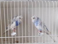 Yetişkin tek çift muhabbet kuşları