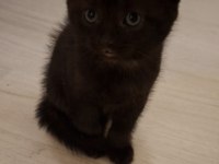 Sevimli Scottish Fold Yavrusu