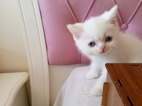 İran kedisi severler