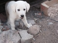Akbaş köpeğimiz sahiplendirilecek