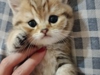 1tane british longhair