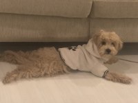 4 aylik erkek maltipoo