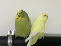 Lutino ve Jumbo ÇİFT Muhabbet Kuşları