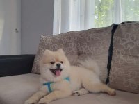 3 yaşında evcil tuvalet eğitimi var spitz