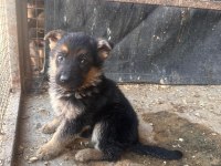 Alman kurdu yavru köpeklerimiz