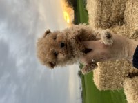 Micro Orjinal Kore Toy Poodle