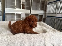 Kore toy poodle yavrularımız