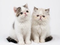 Van Desen Exotic Shorthair Yavrular