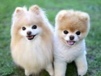 Pomeranian boo