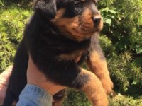 Irk ve Sağlık Garantili Rottweiler Yavruları