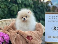 Ankaranın en şirin pomeranian bebekleri